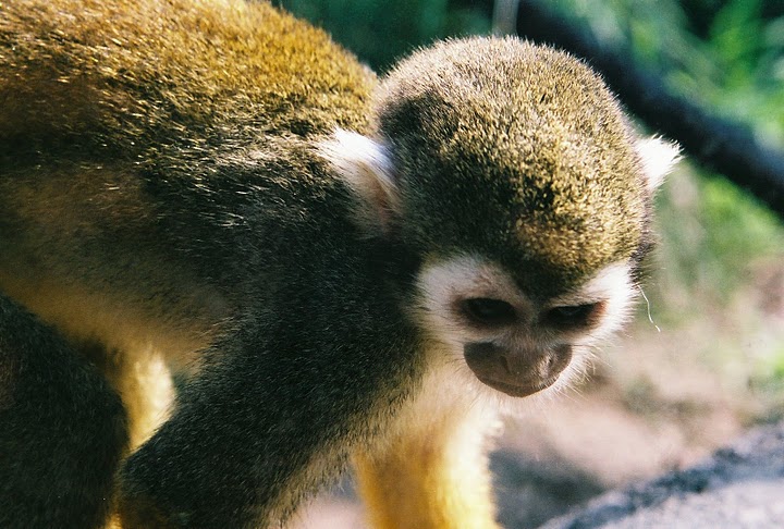 Squrriel Monkey