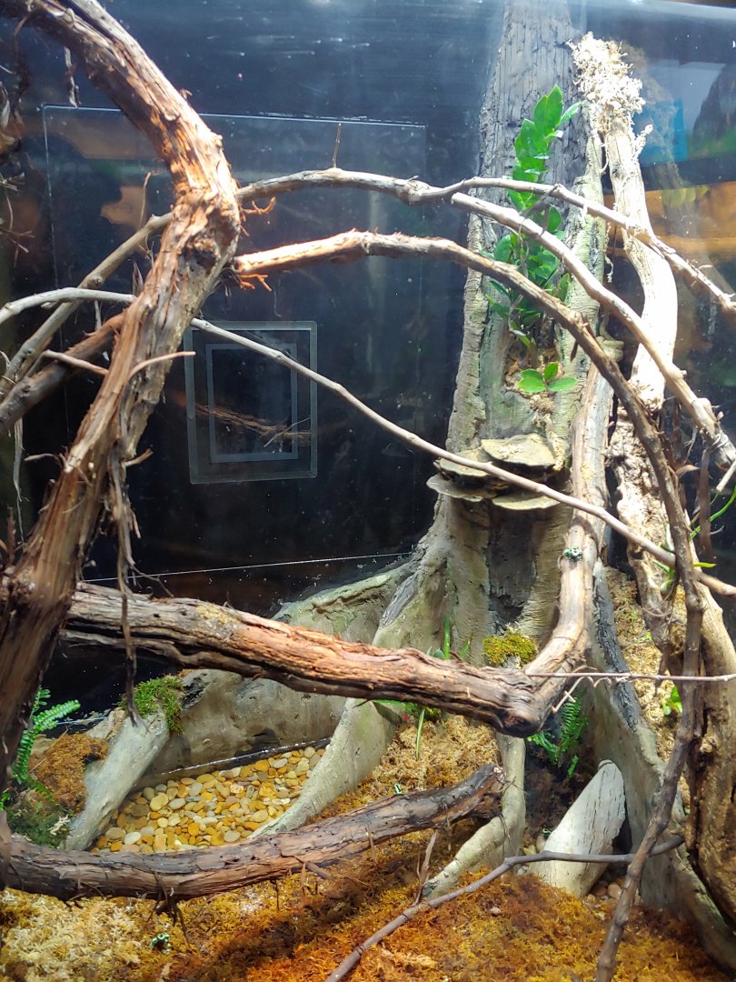 SR:6 Eyelash viper and dart frogs