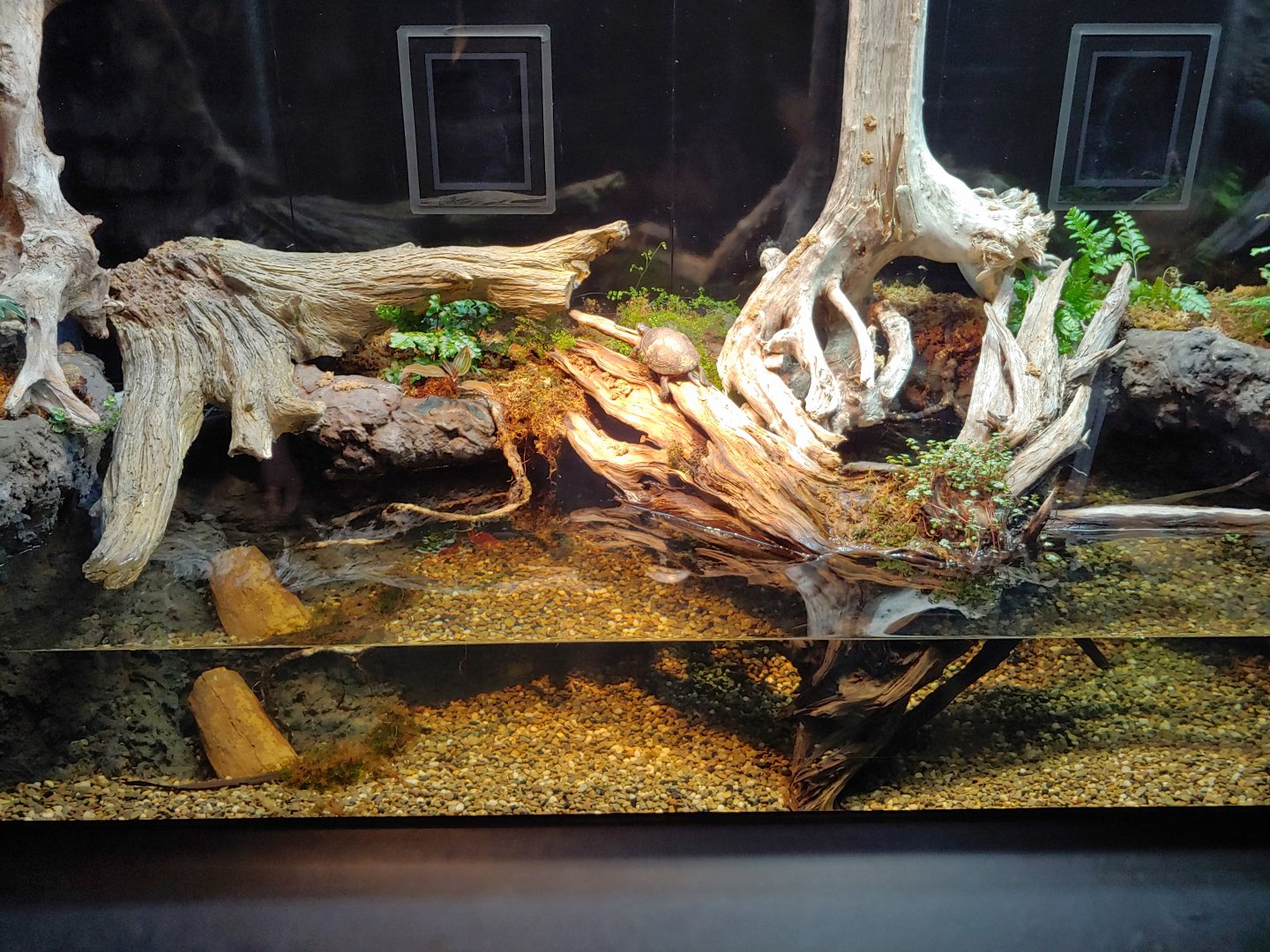 SR2: spotted turtle & Massasauga