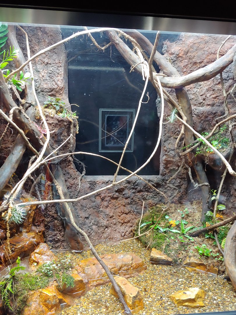 SR3: Panamanian Golden Frogs