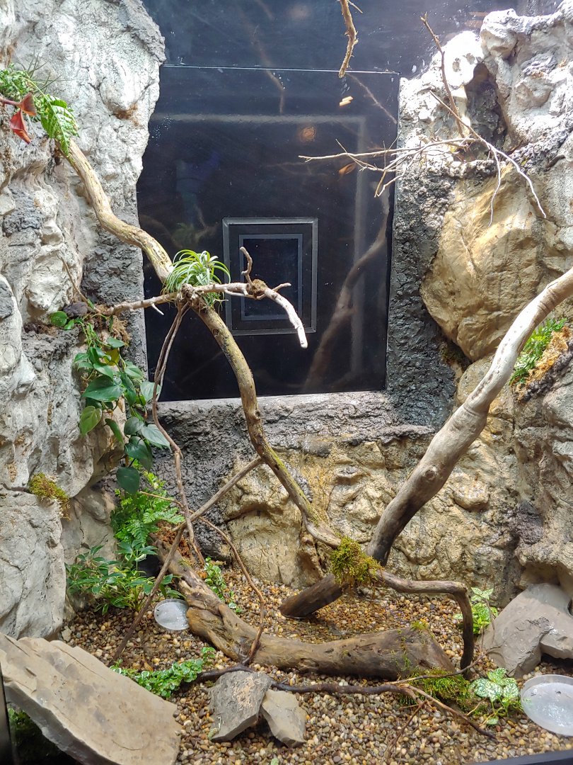 SR4: Puerto Rican Crested Toads