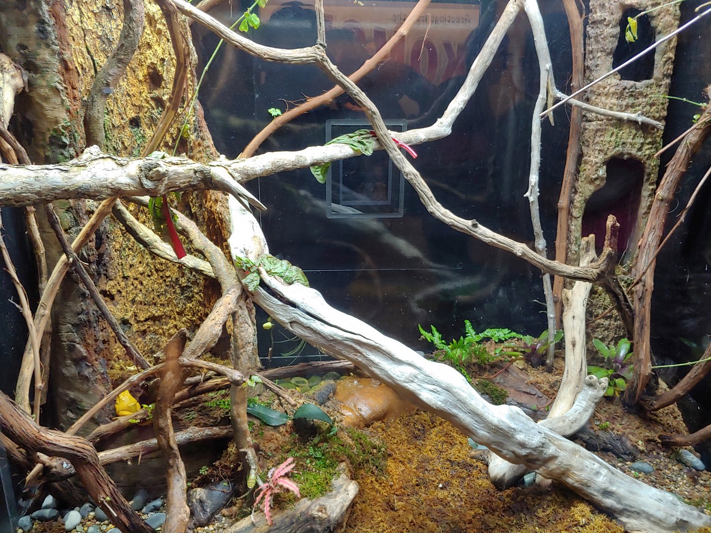 SR5: Solomon leaf frog & prehensil tailed skink