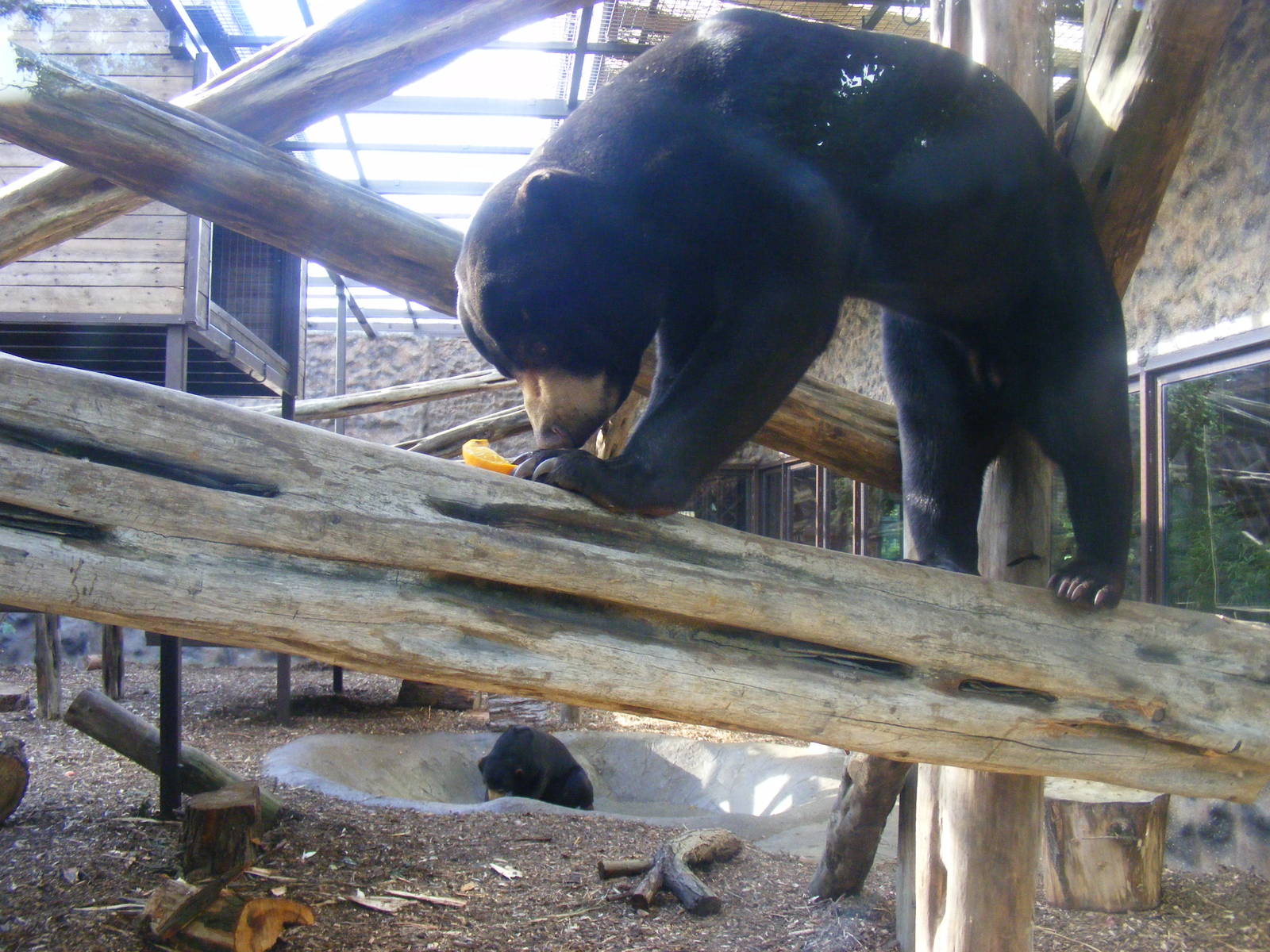Srey Ya and Jo-Jo the Malayan sun bears at Colchester Zoo, 17 September 201