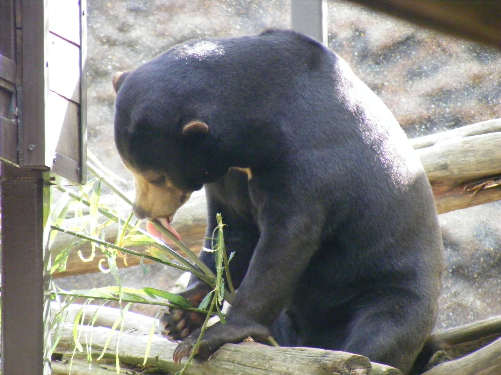 Srey Ya the Malayan sun bear at Colchester Zoo, 17 September 2010