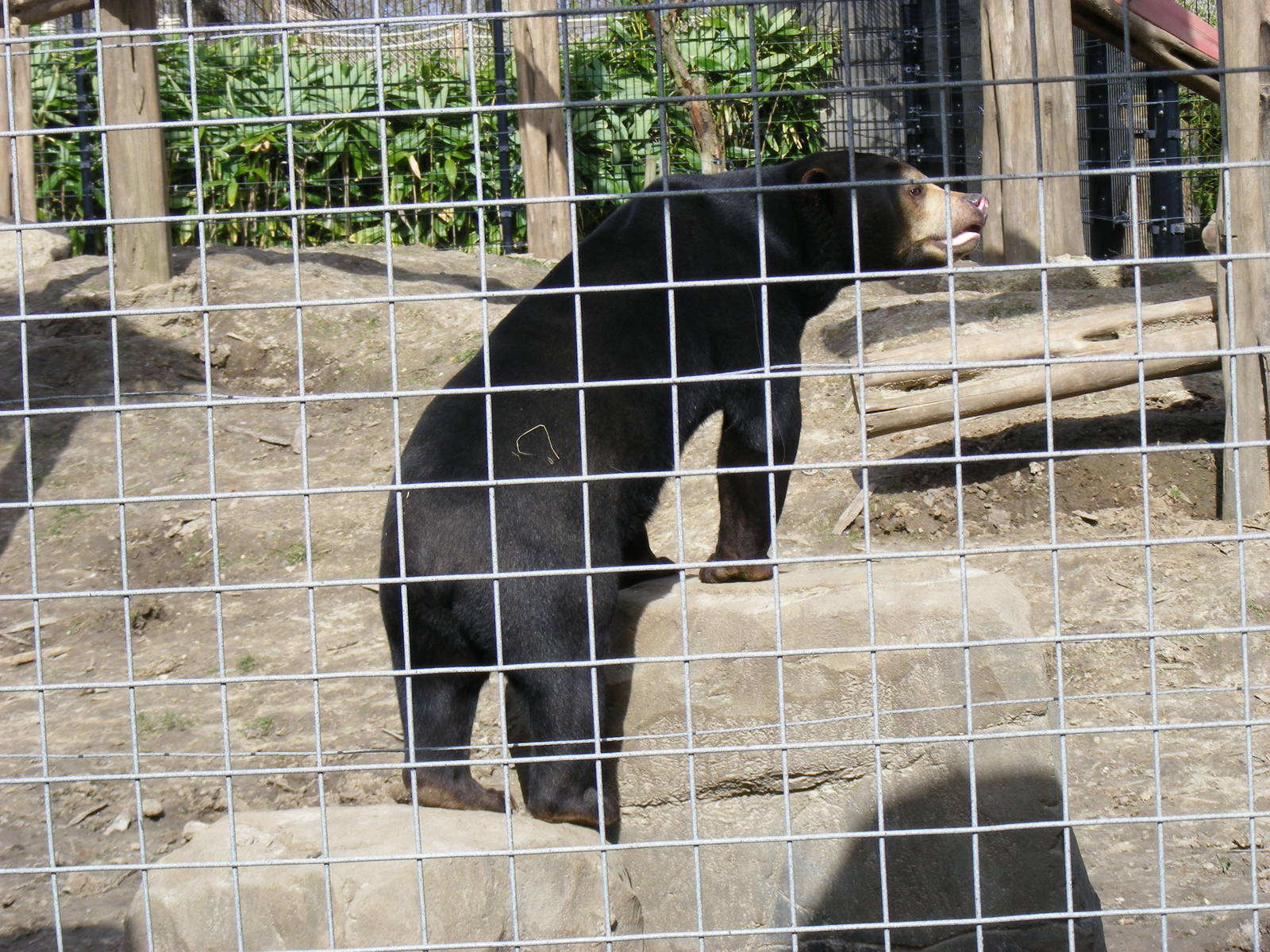 Srey Ya the Malayan sun bear at RSCC, 2 April 2010