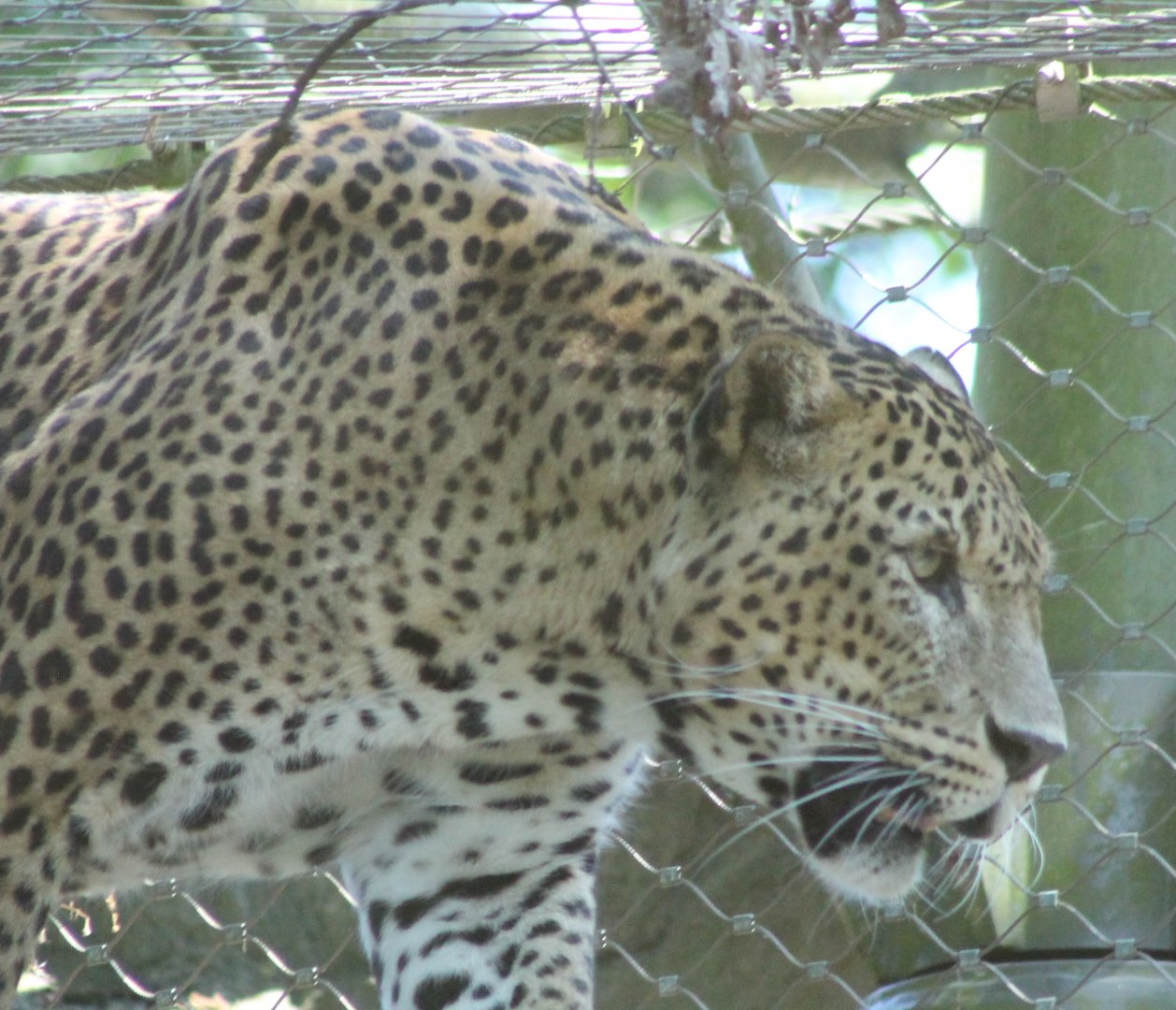 Sri Laka leopard