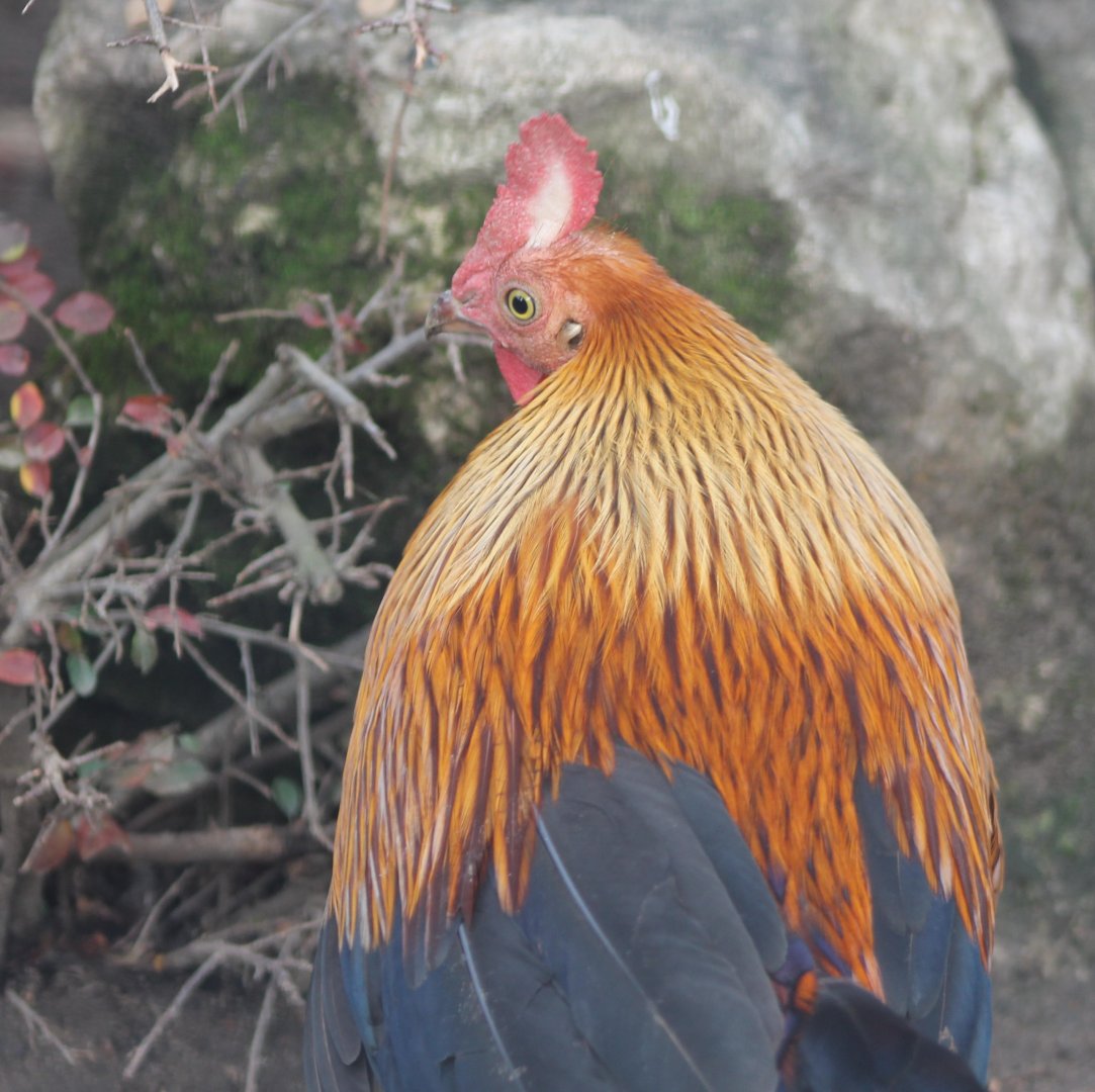 Sri Lanjan Junglefowl