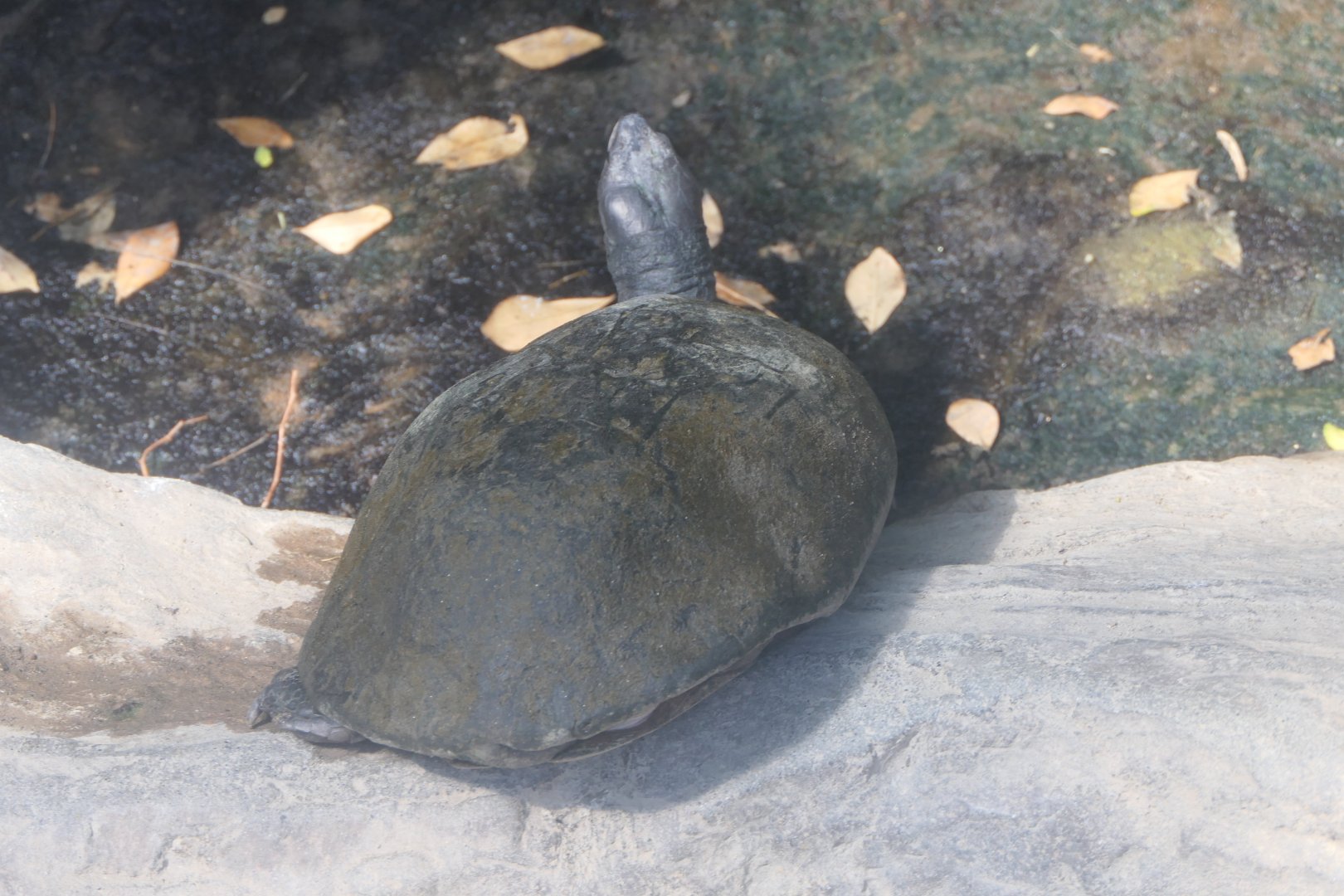 Sri Lanka Black Turtle (Melanochelys trijuga thermalis)