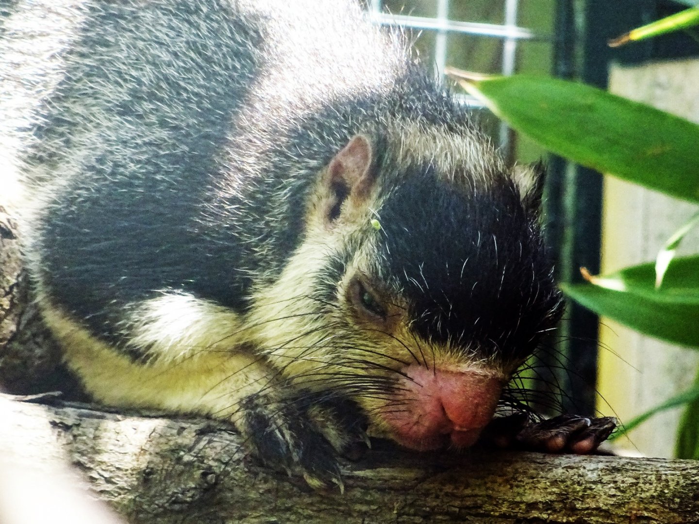 Sri Lanka Flying Squirrel