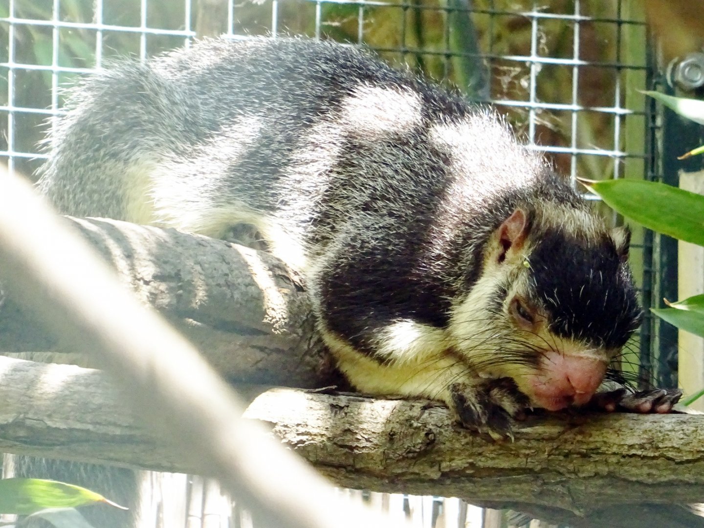 Sri Lanka Flying Squirrel