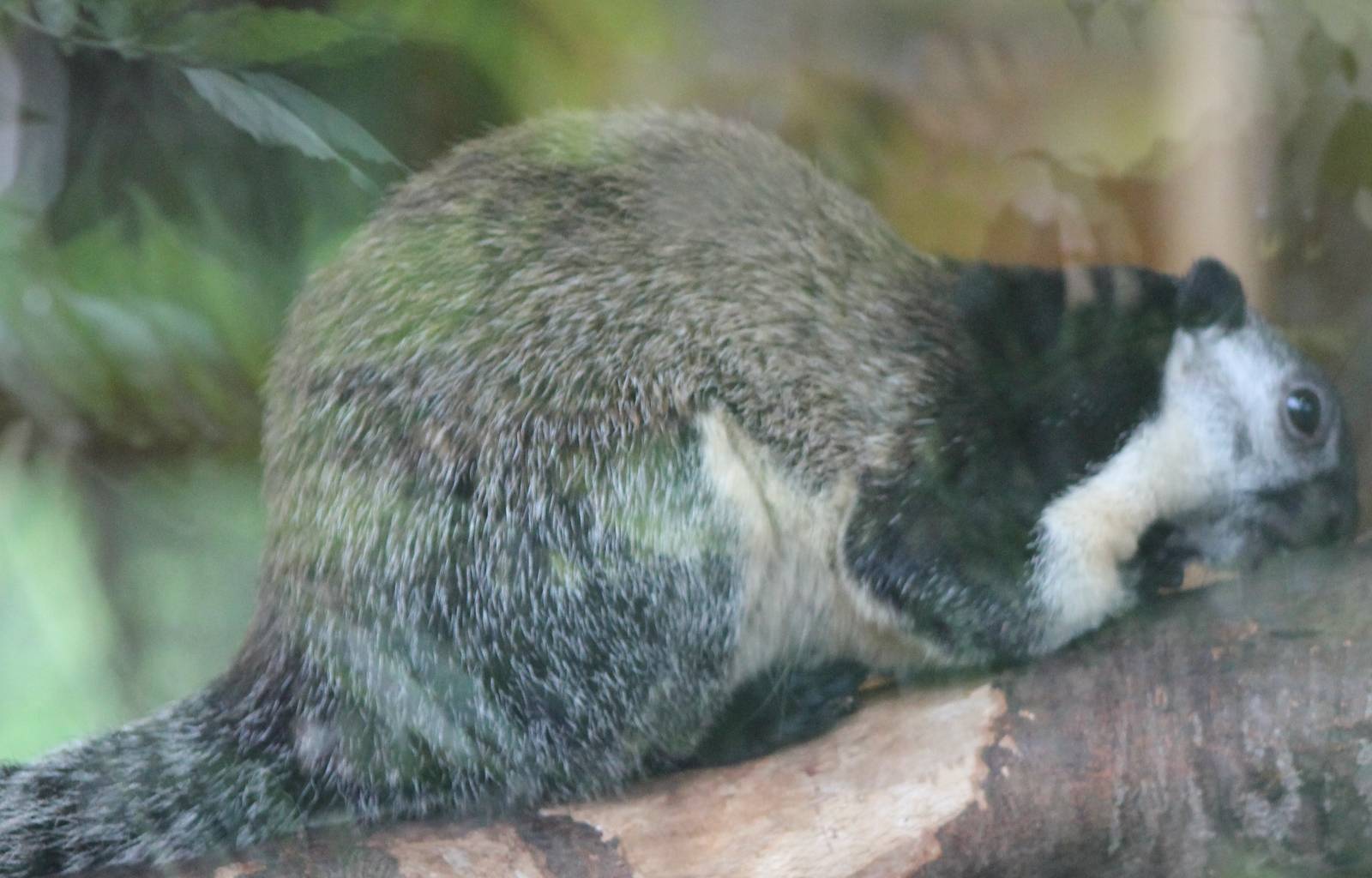 Sri Lanka giant squirrel