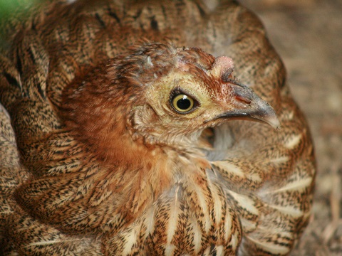 Sri Lanka Junglefowl