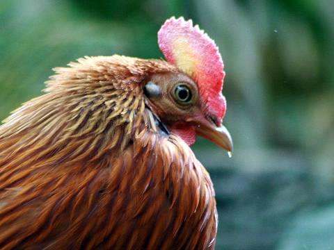 Sri Lanka Junglefowl