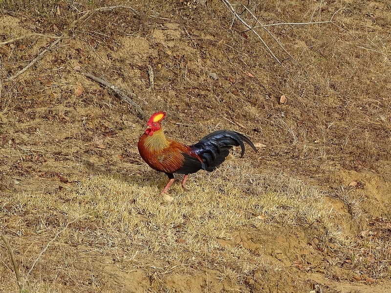 Sri Lanka Junglefowl