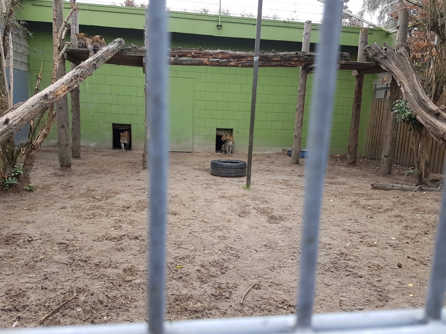 Sri Lanka leopard enclosure - with 4 Sri Lanka leopards