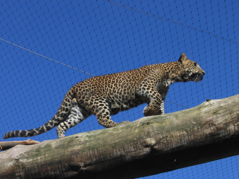 Sri Lanka leopard @ Jihlava zoo