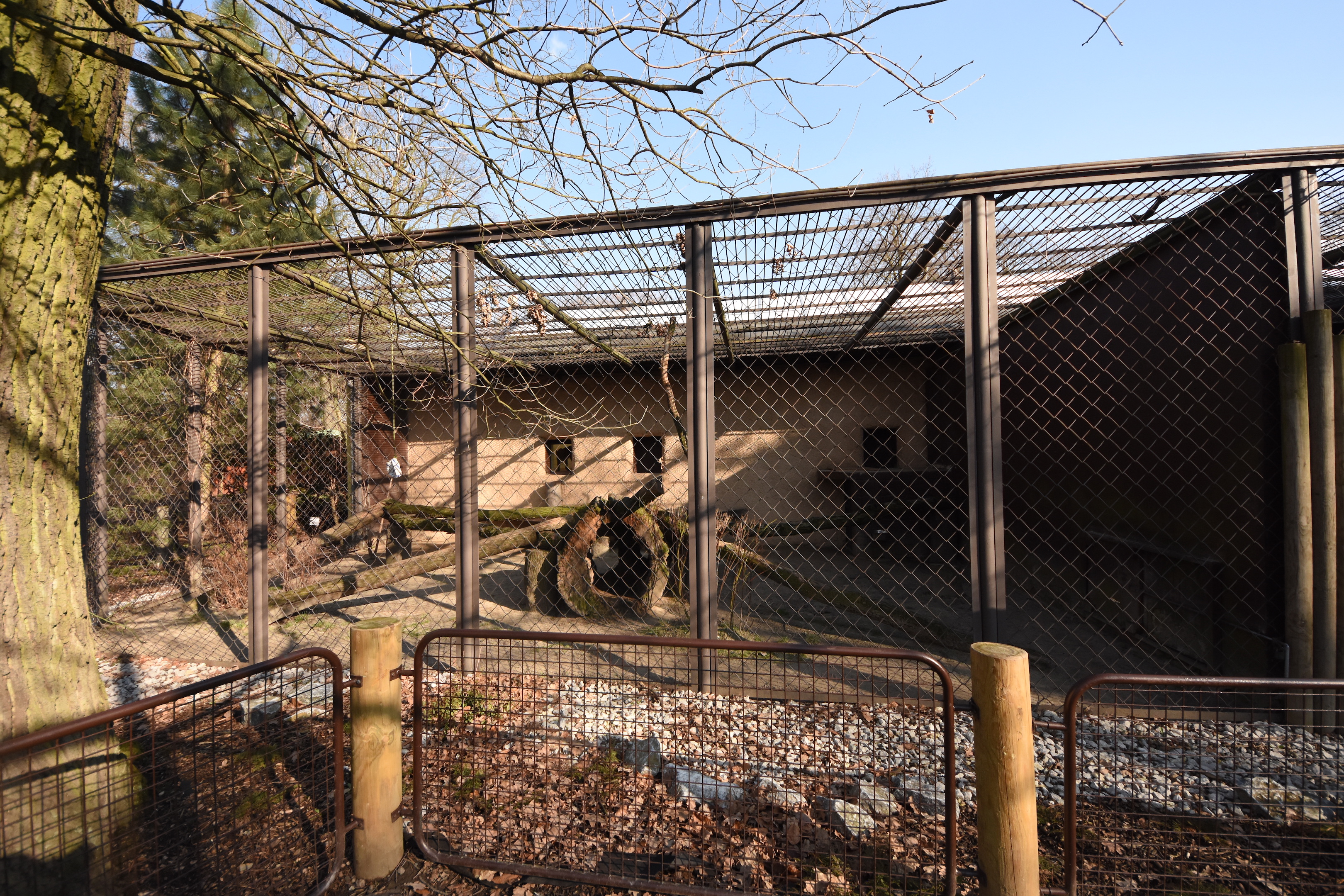 Sri lanka leopard - outdoors