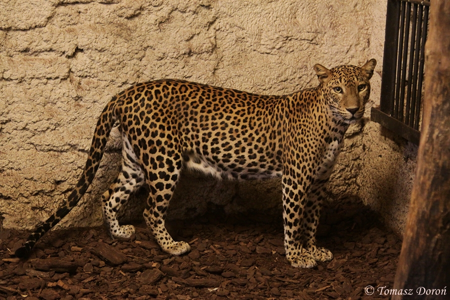 Sri Lanka Leopard (Panthera pardus kotiya) at Zamosc Zoo