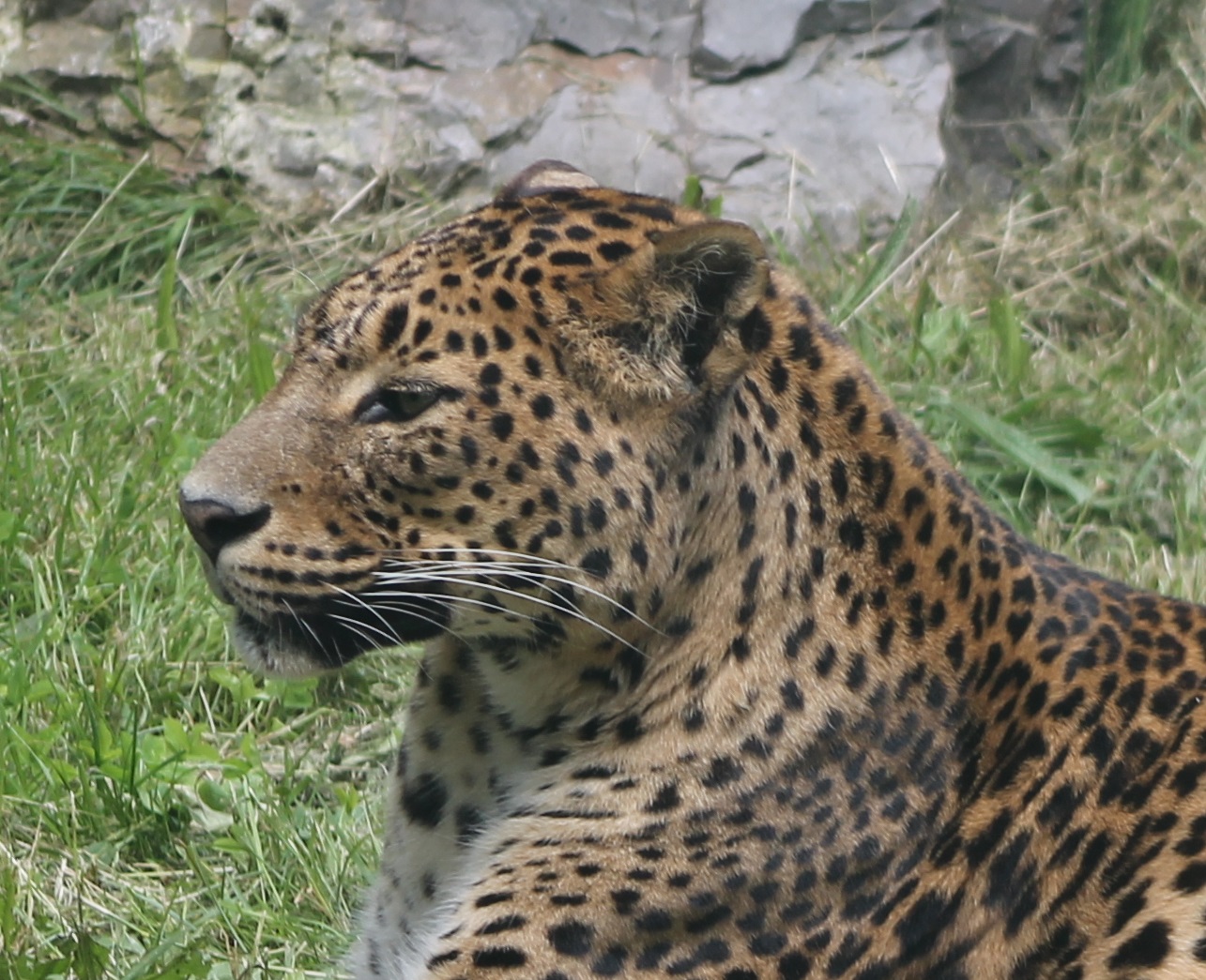 Sri Lanka leopard