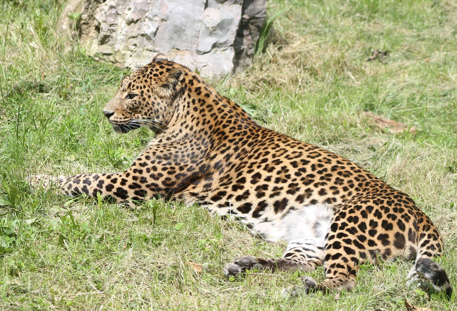 Sri Lanka leopard