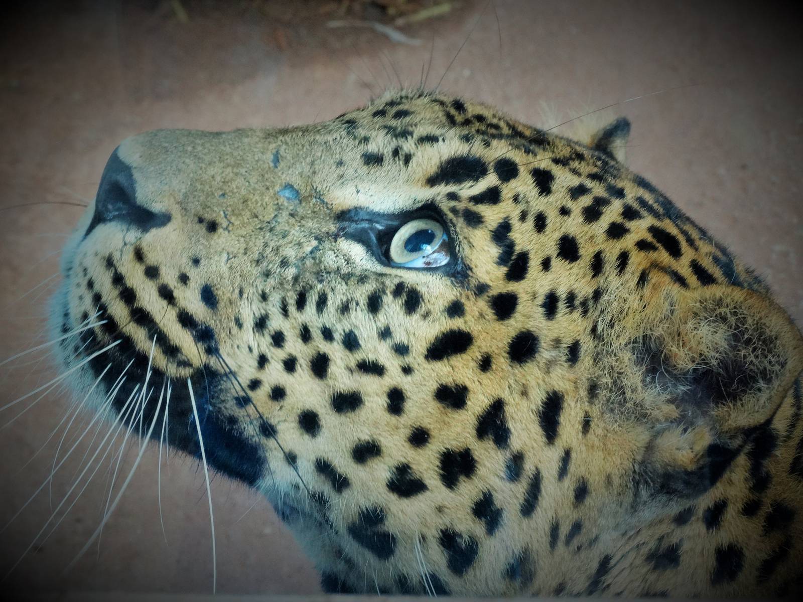 Sri Lanka Leopard