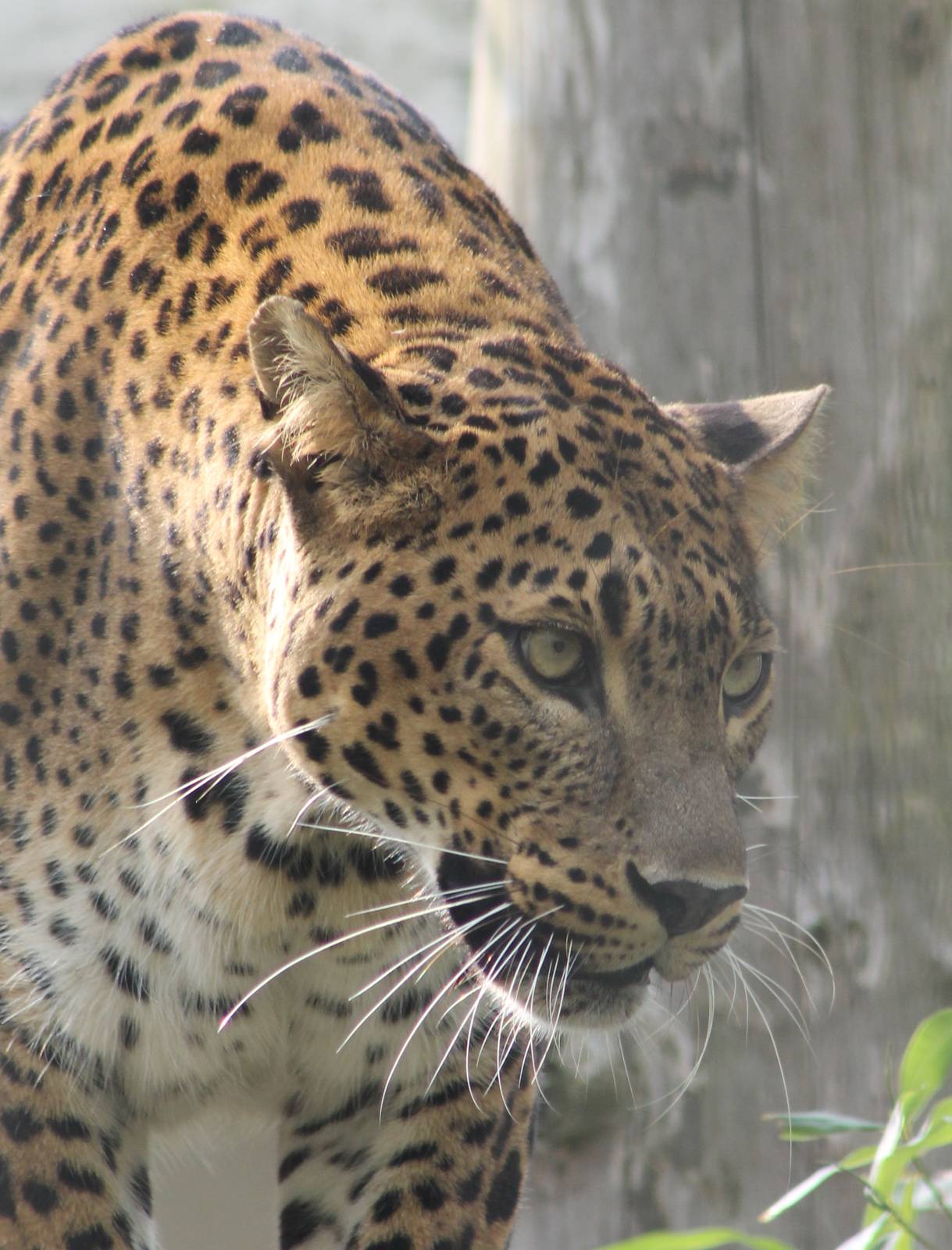 Sri Lanka leopard