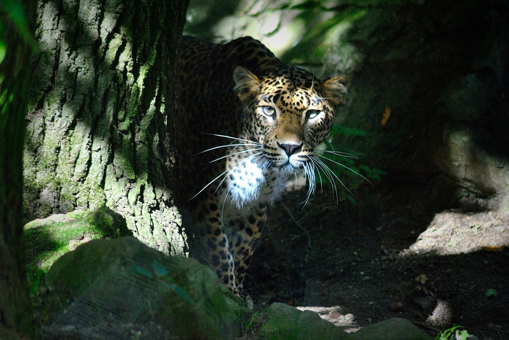 Sri-Lanka leopard