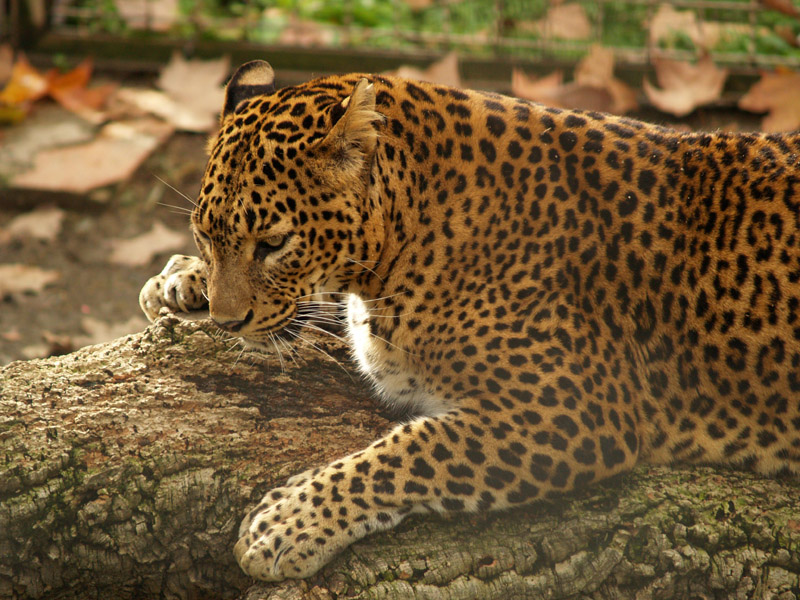 Sri-Lanka leopard