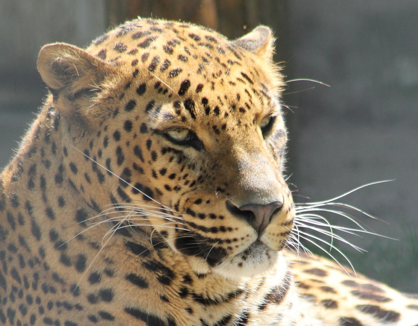 Sri Lanka Leopard