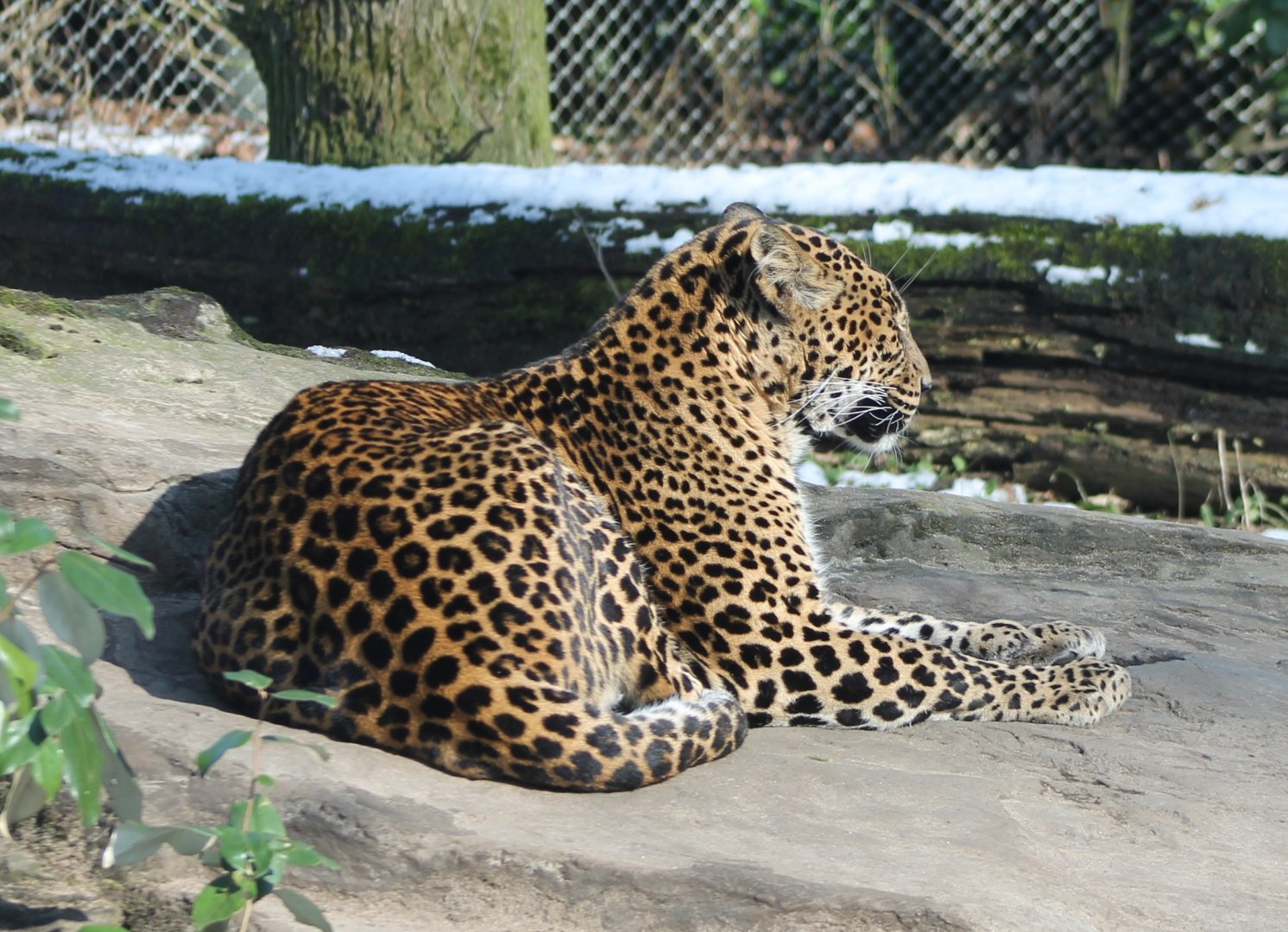 Sri Lanka leopard