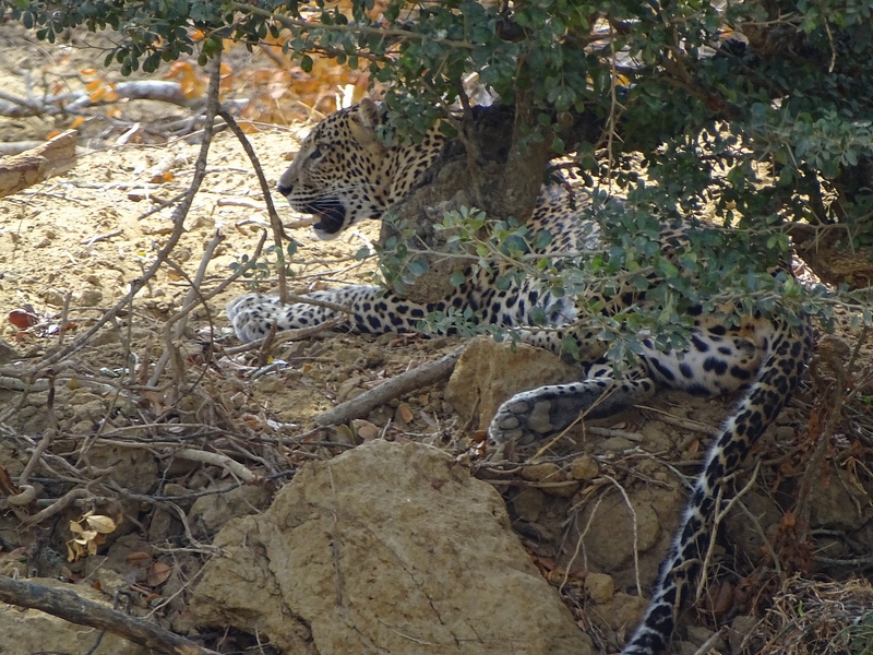 Sri Lanka leopard