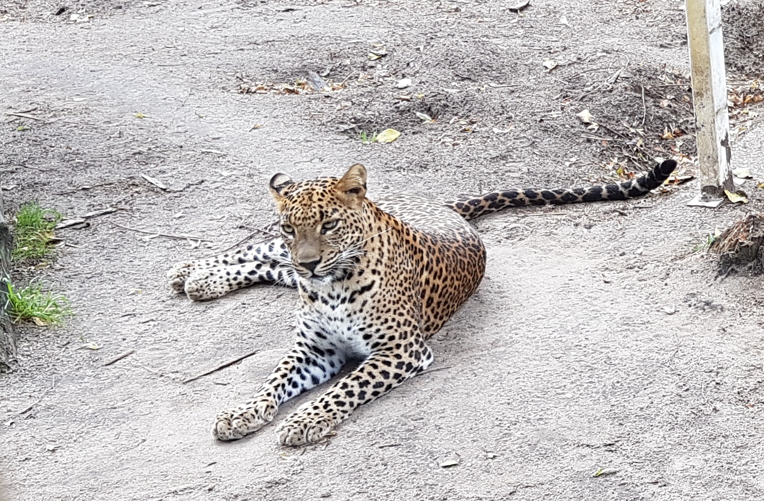 Sri Lanka leopard
