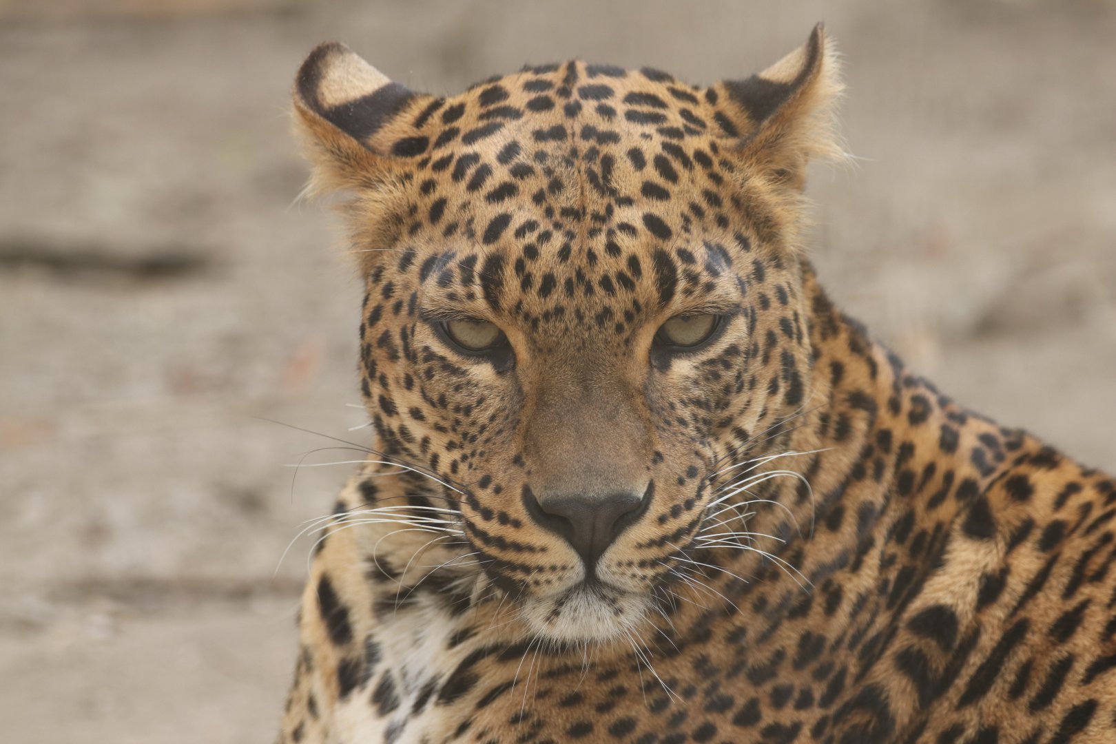 Sri Lanka leopard