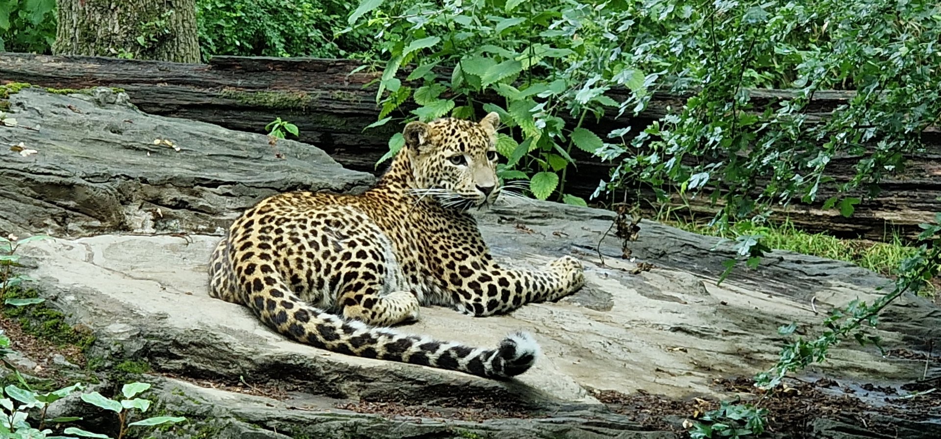 Sri Lanka leopard