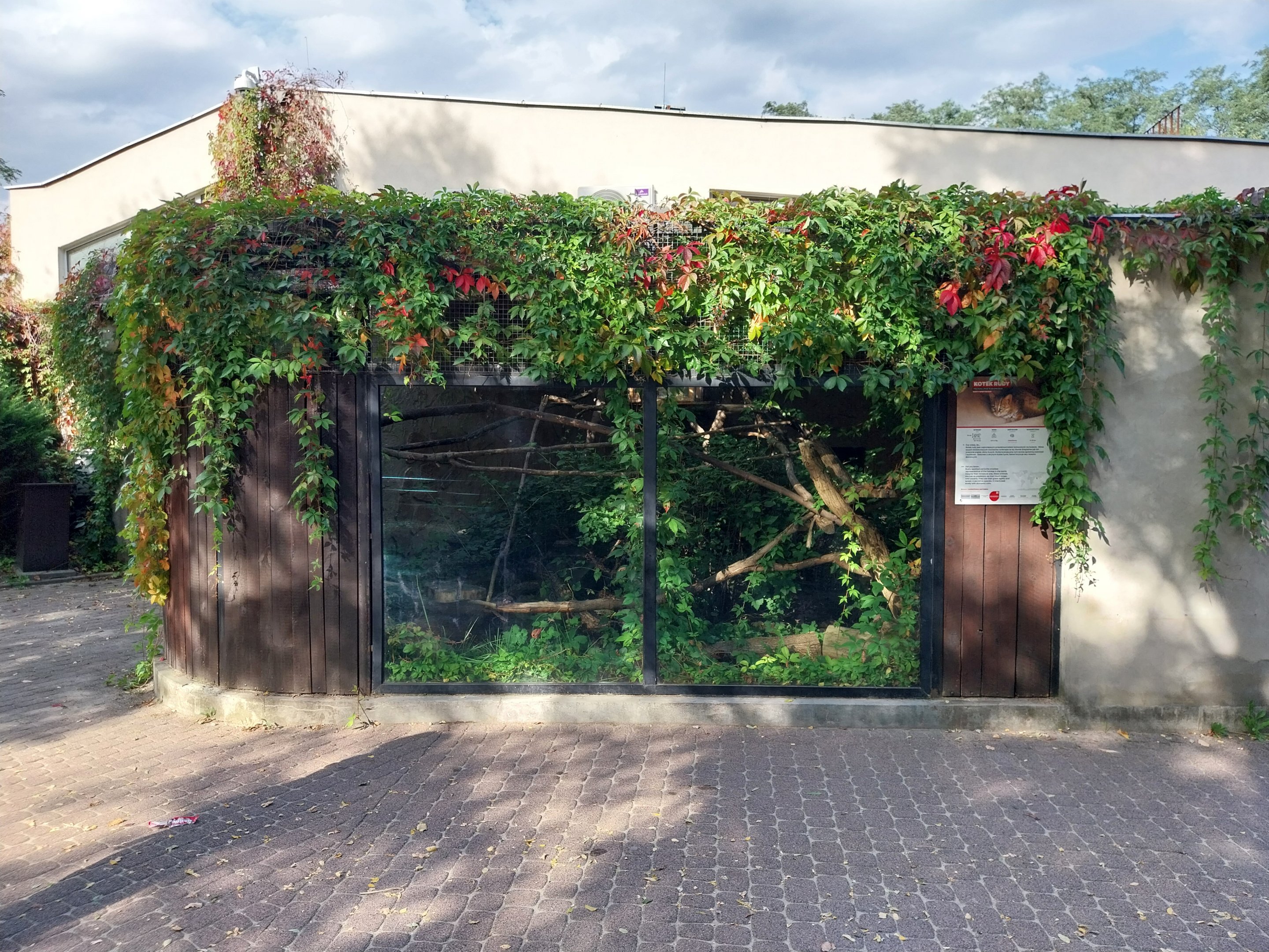 Sri Lanka Rusty-spotted Cat (Prionailurus rubiginosus phillipsi) enclosure 1