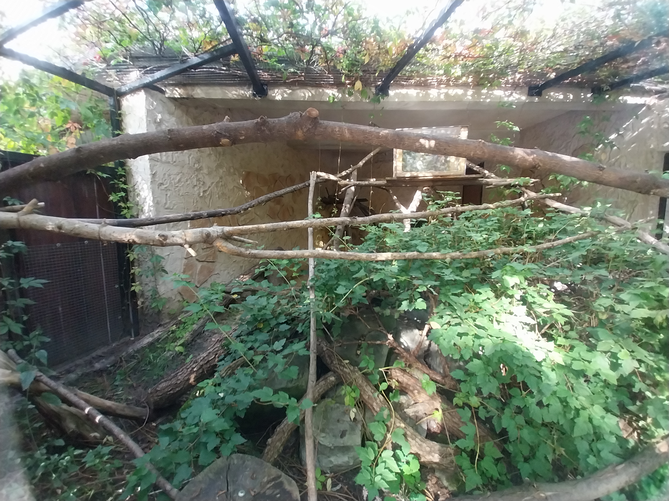 Sri Lanka Rusty-spotted Cat (Prionailurus rubiginosus phillipsi) enclosure 1