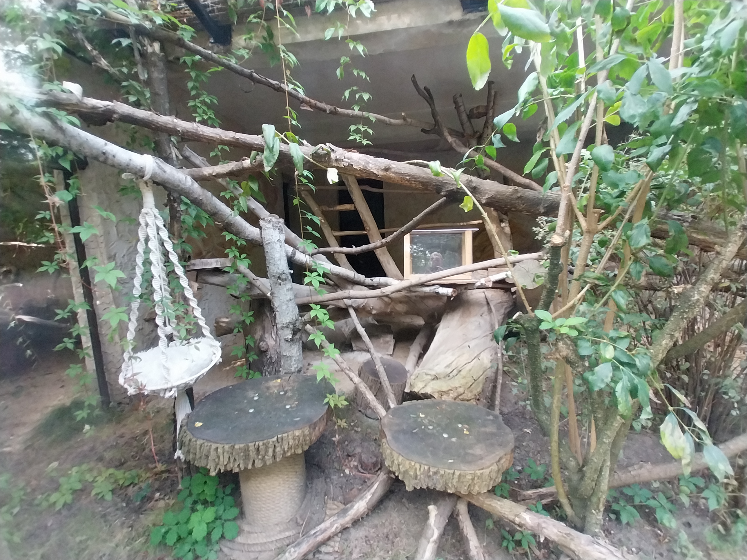 Sri Lanka Rusty-spotted Cat (Prionailurus rubiginosus phillipsi) enclosure 2
