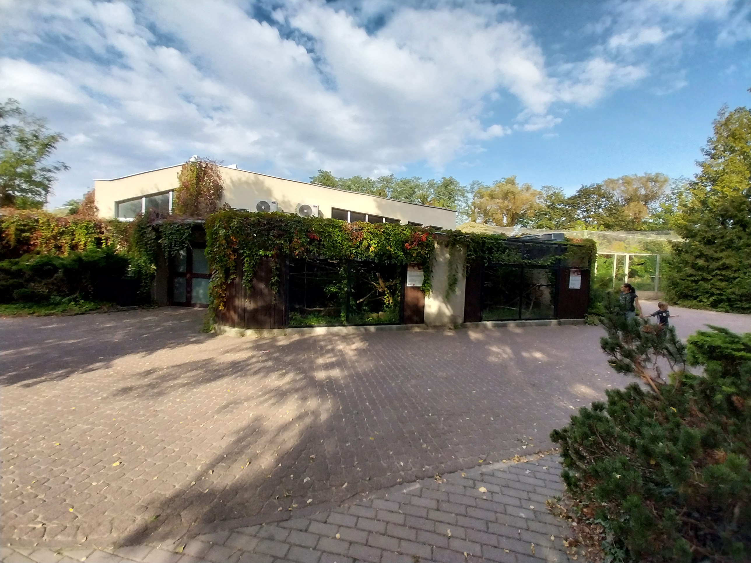 Sri Lanka Rusty-spotted Cat (Prionailurus rubiginosus phillipsi)