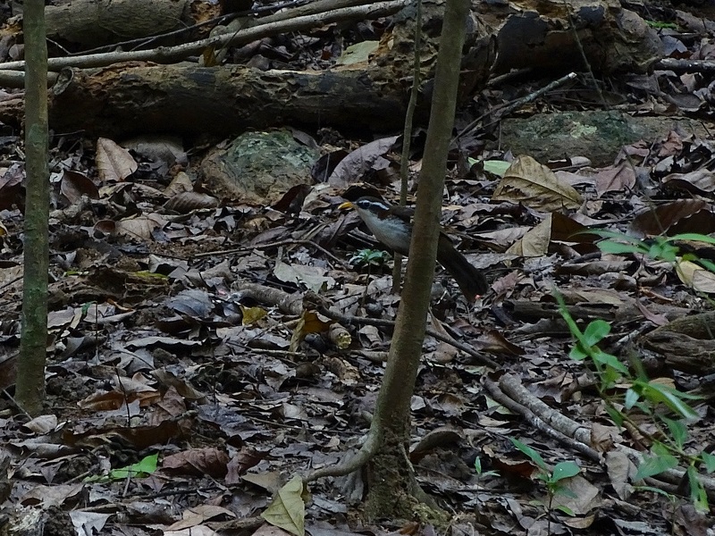 Sri Lanka Scimitar-babbler (Pomatorhinus melanurus)