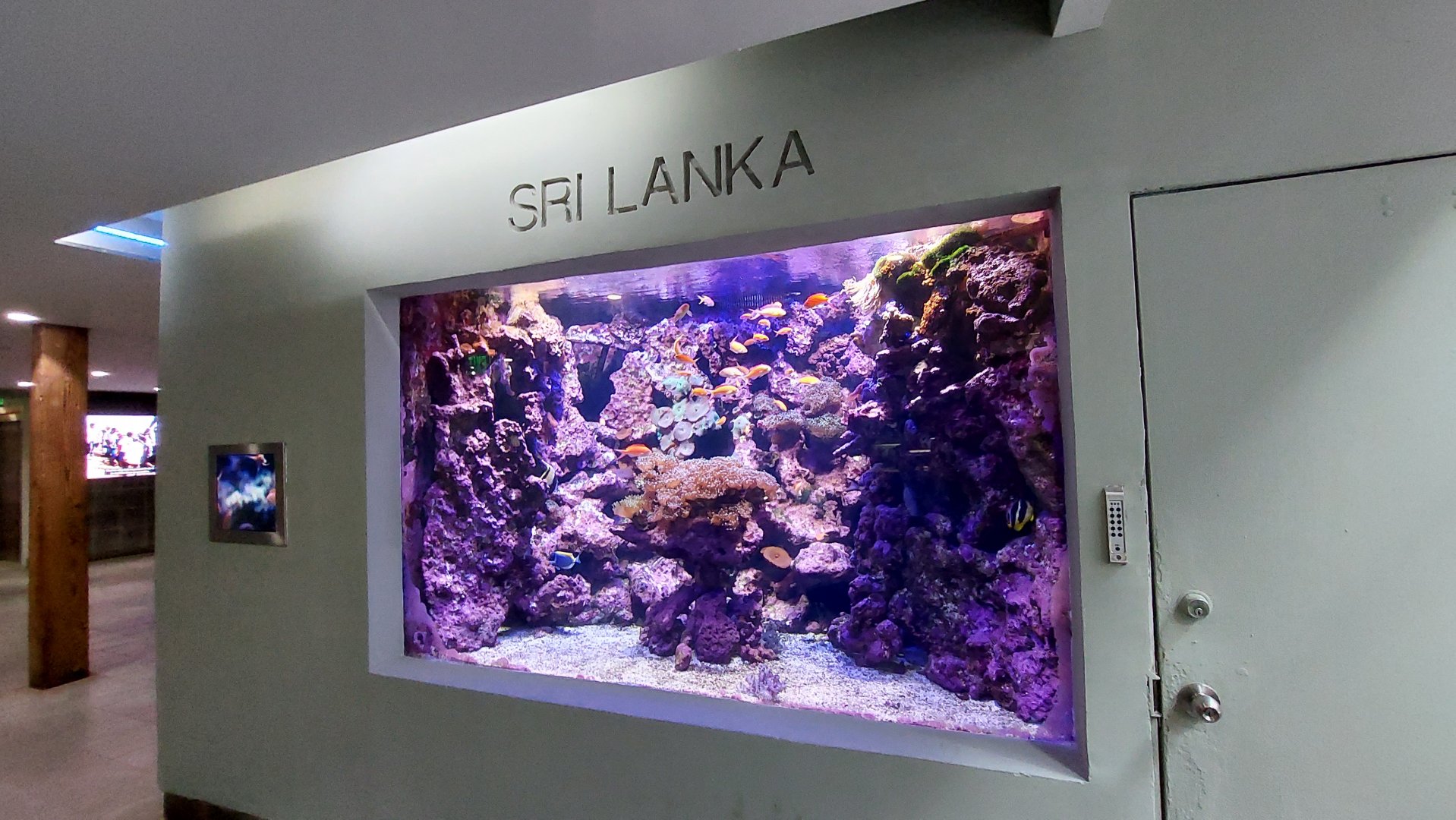 Sri Lanka Tank