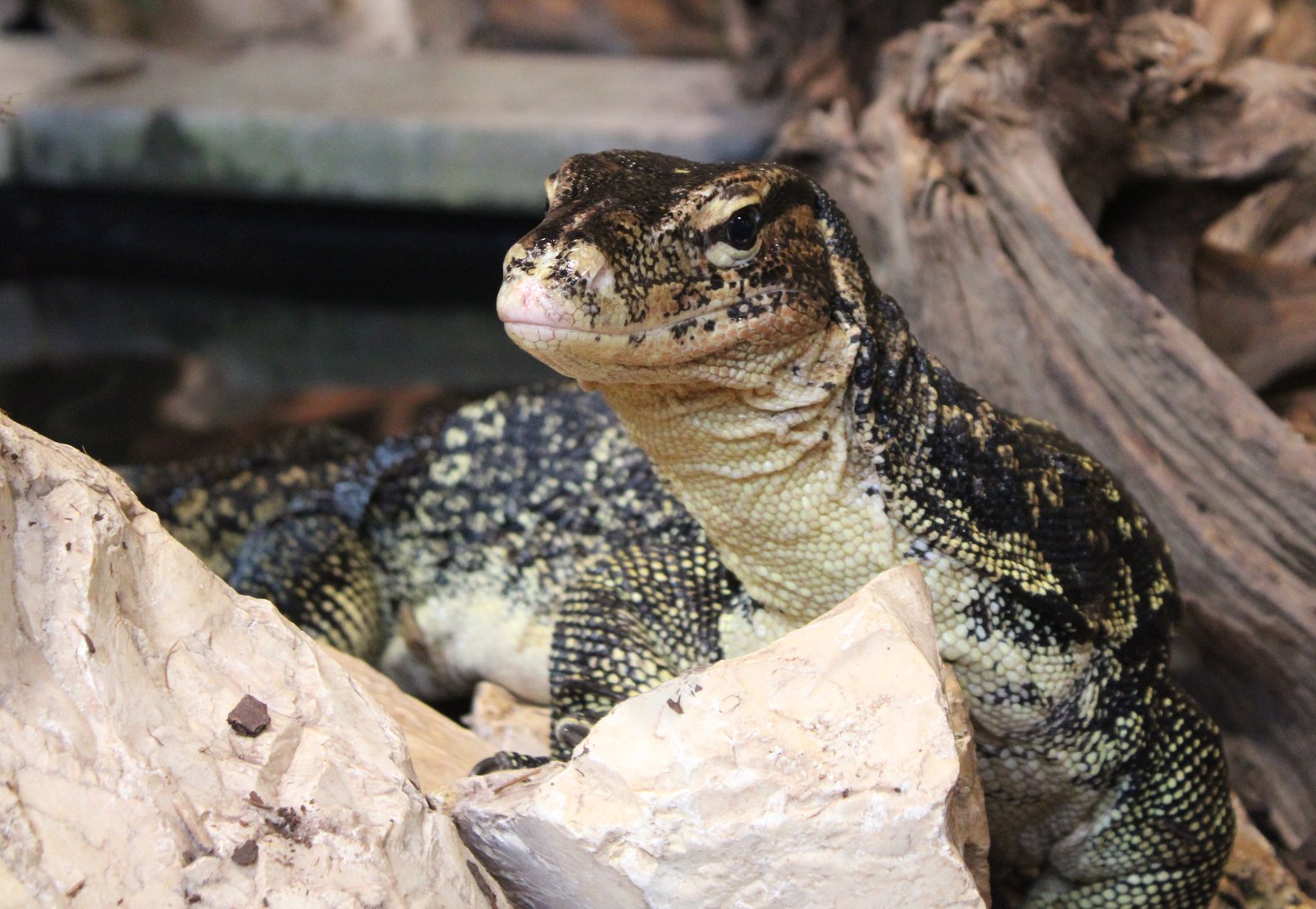 Sri Lanka water monitor - Varanus salvator salvator