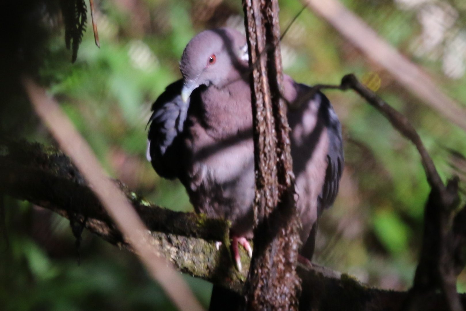 Sri Lanka wood pigeon