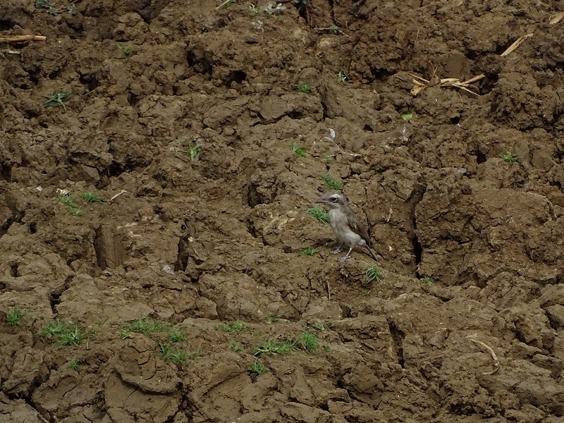 Sri Lanka woodshrike