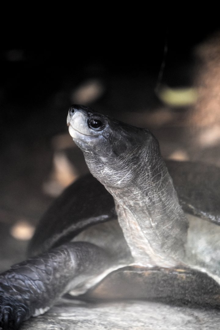 Sri Lankan black turtle (Melanochelys trijuga thermalis)