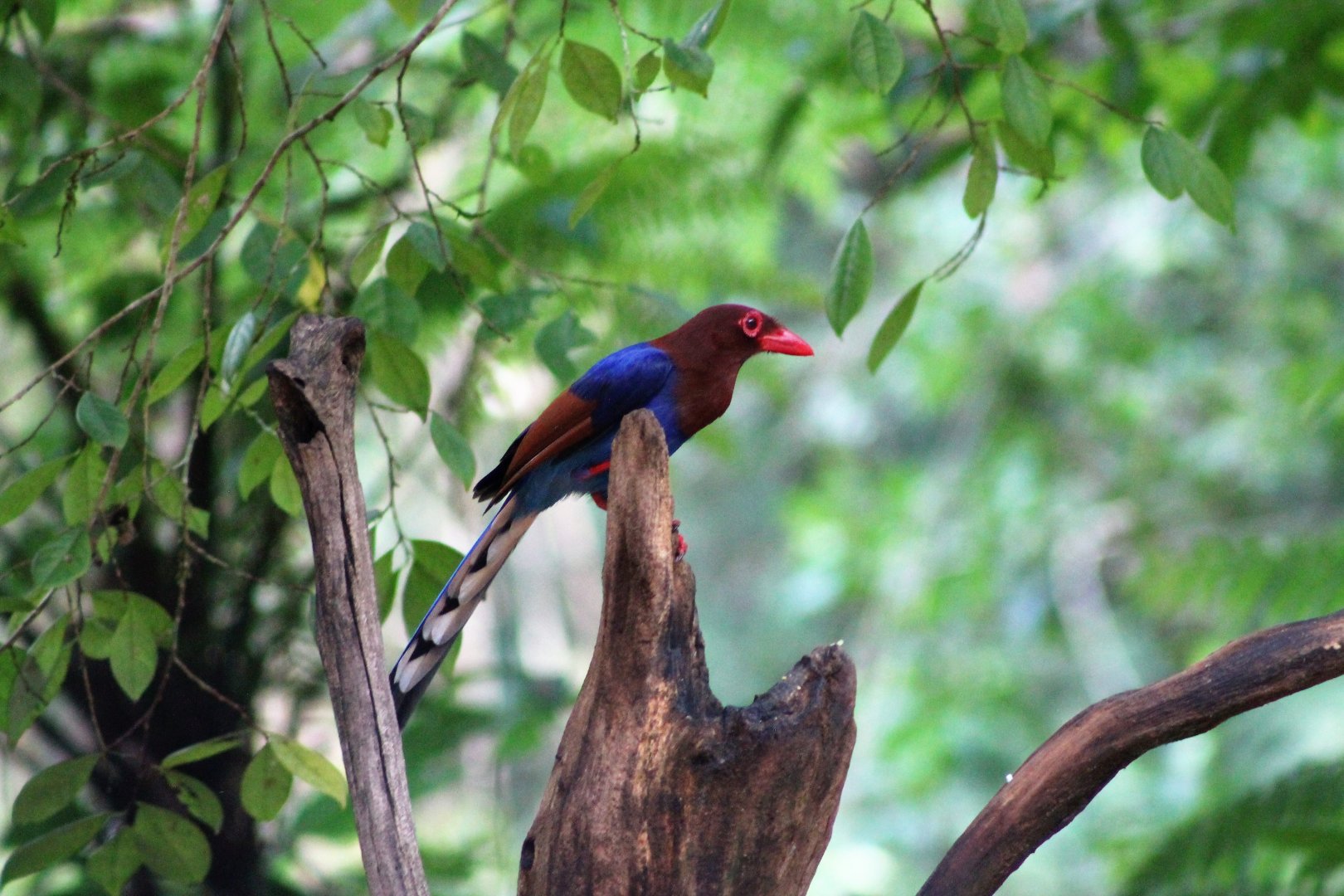 Sri Lankan Blue Magpie (Urocissa ornata)
