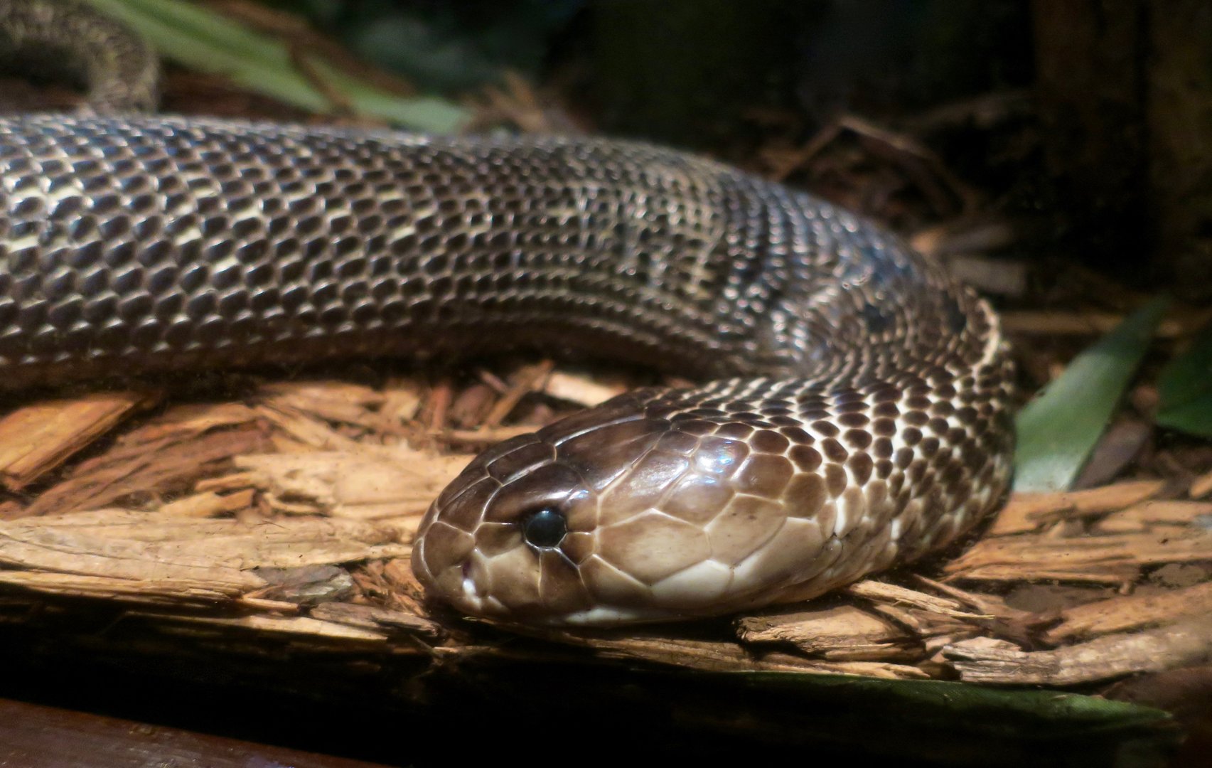 Sri Lankan Cobra (Naja naja)