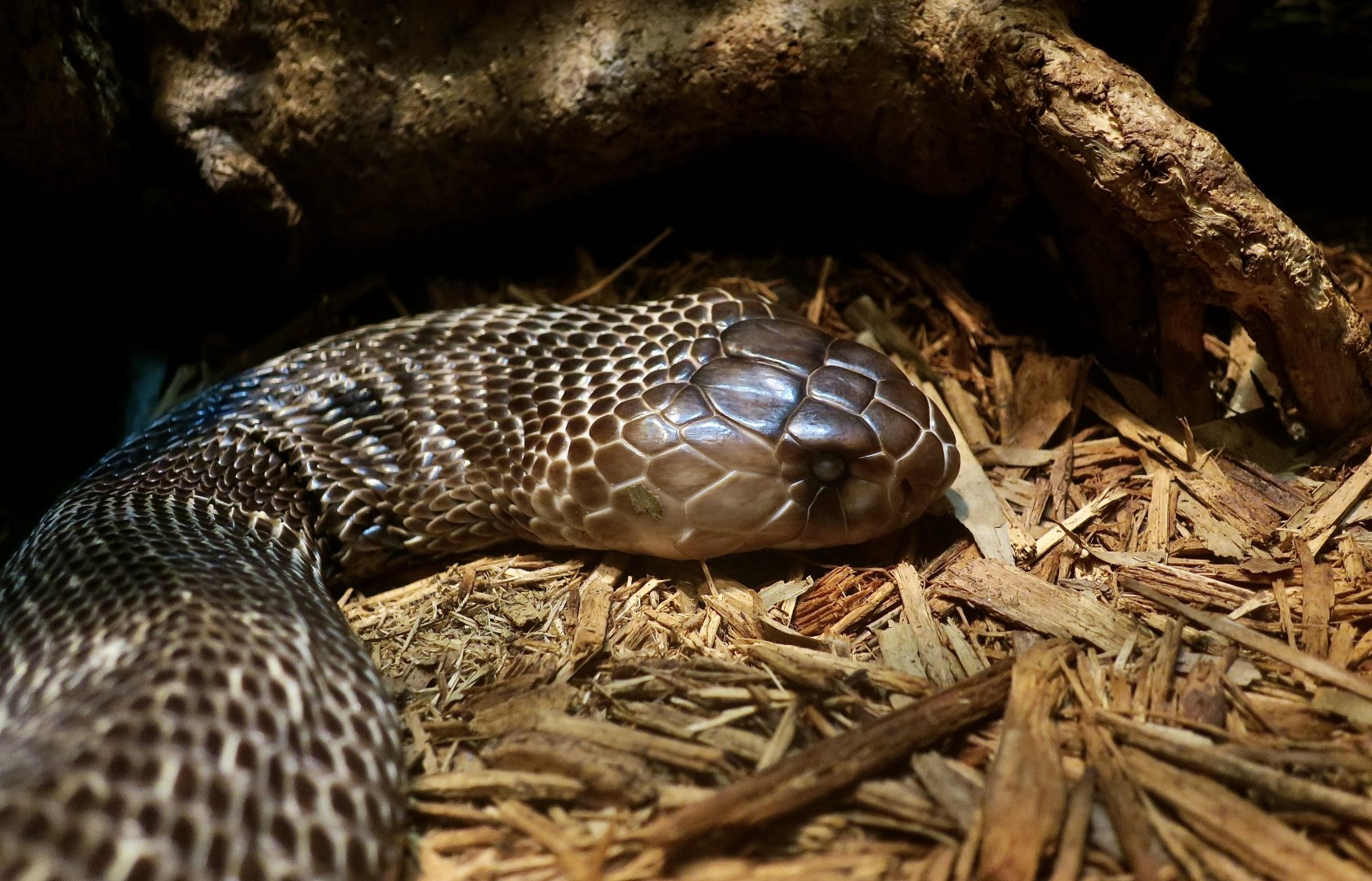 Sri Lankan Cobra (Naja naja)