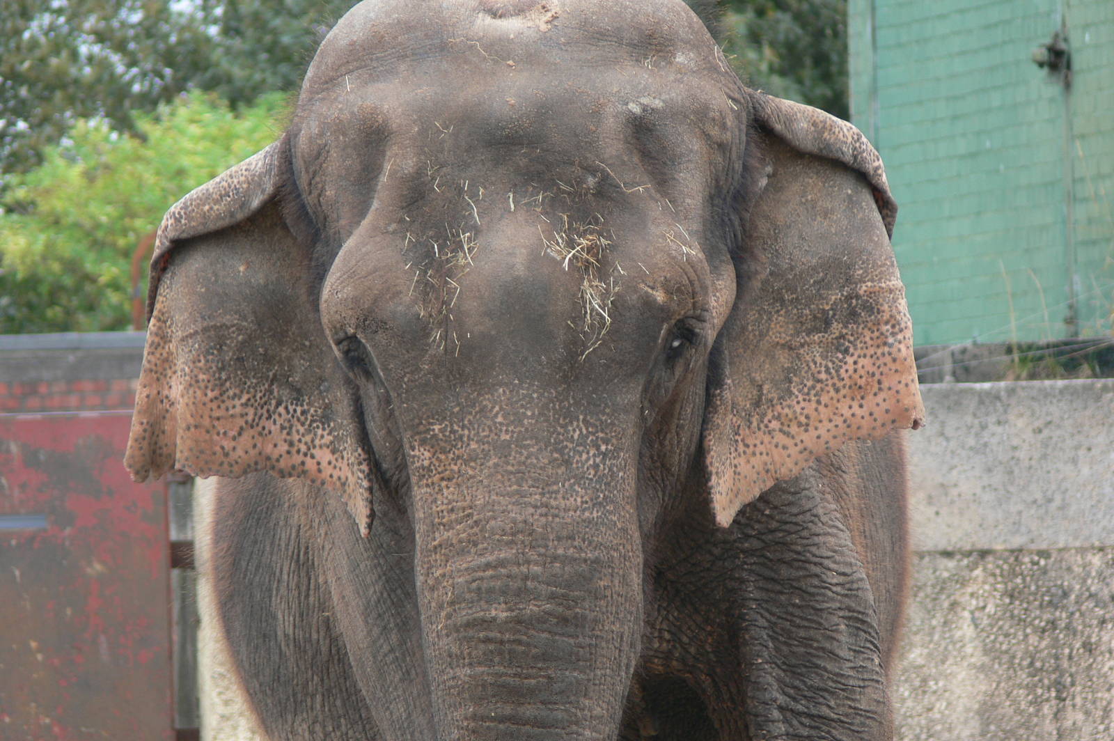 Sri Lankan Elephant at Blackpool Zoo, 16/08/14