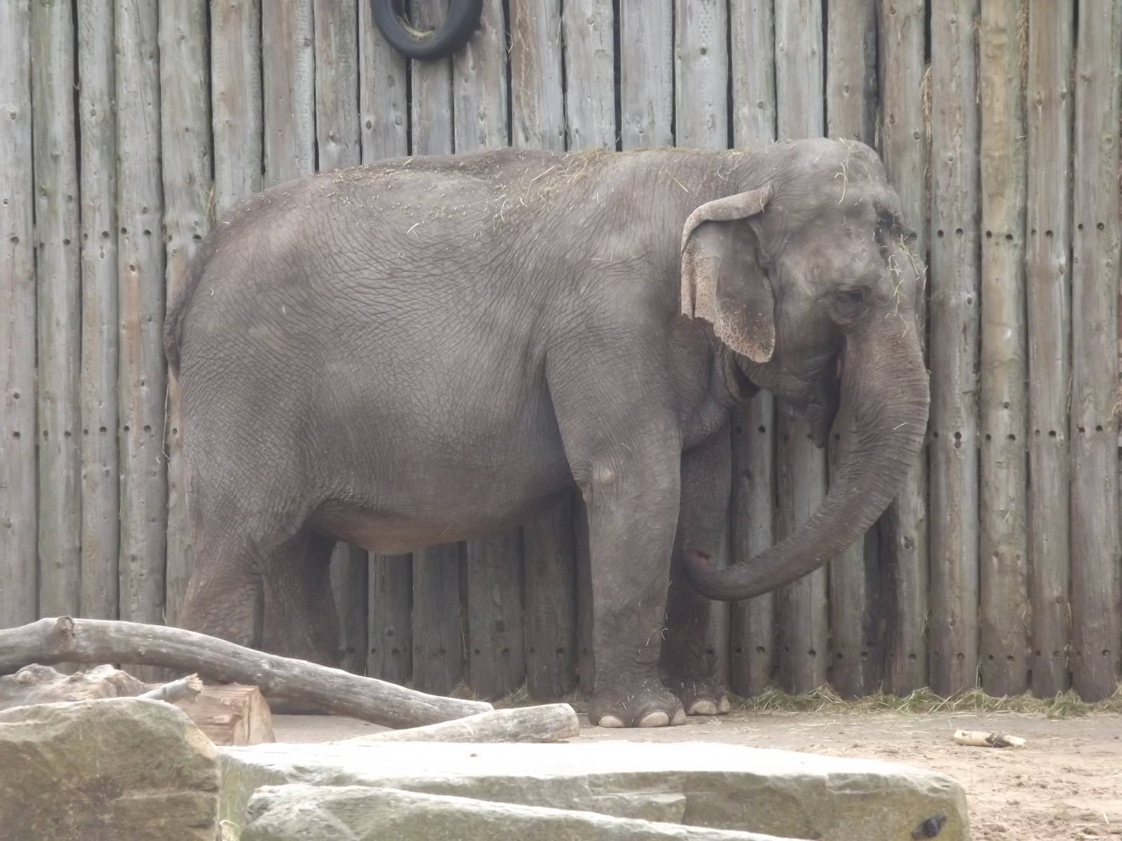 Sri Lankan Elephant at Blackpool Zoo 21/04/12