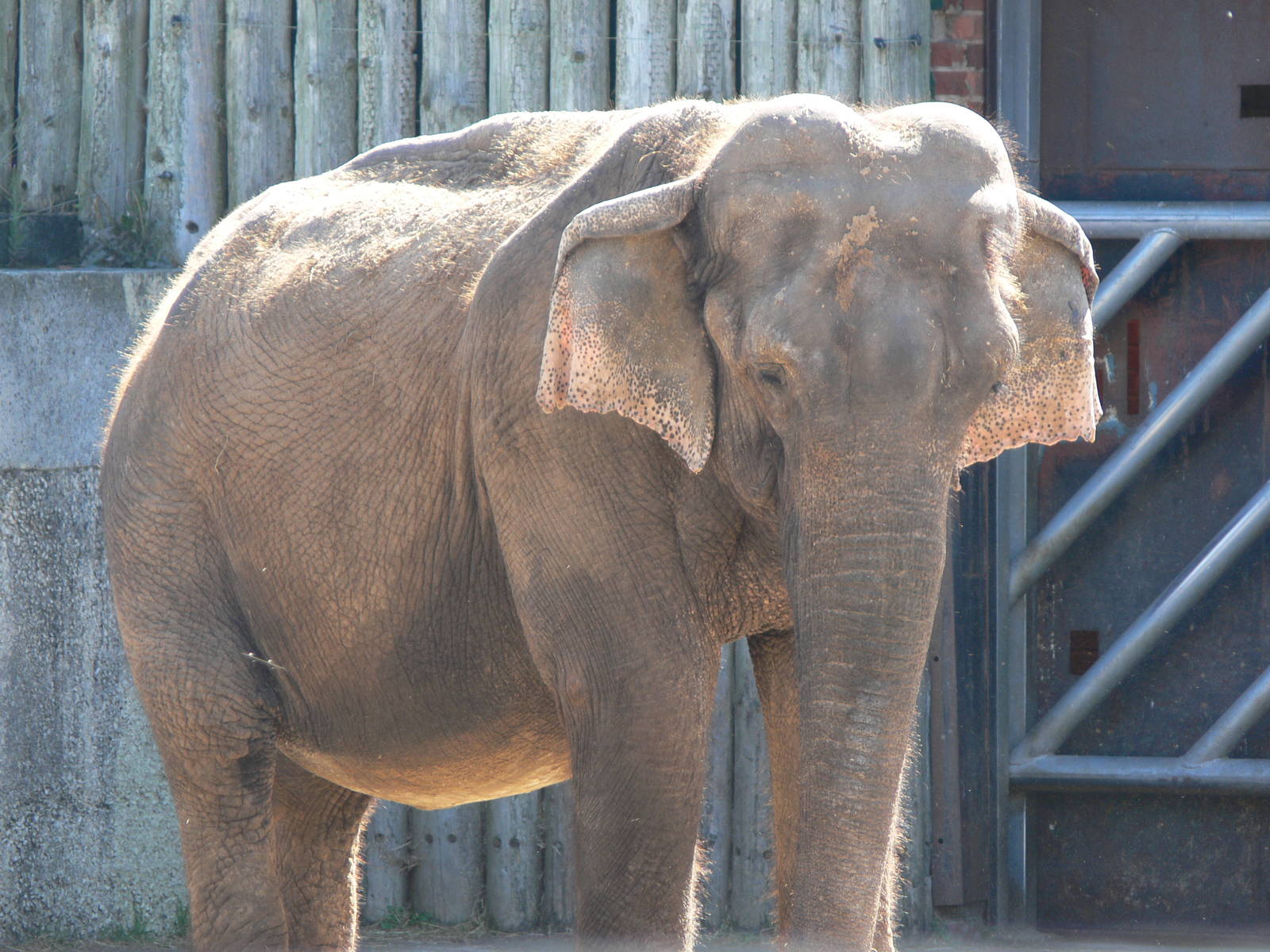 Sri Lankan Elephant at Blackpool Zoo, 29/06/14